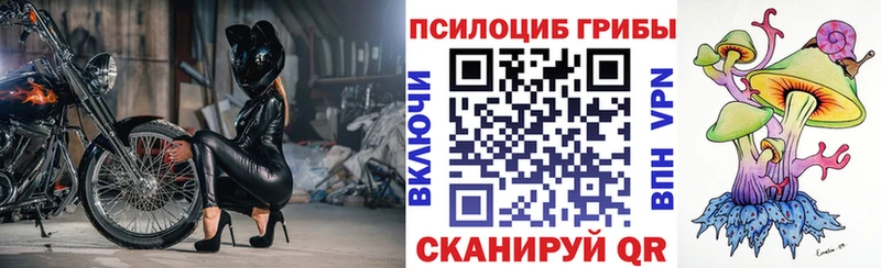 Купить где  Черноголовка  Псилоцибиновые грибы Psilocybe 